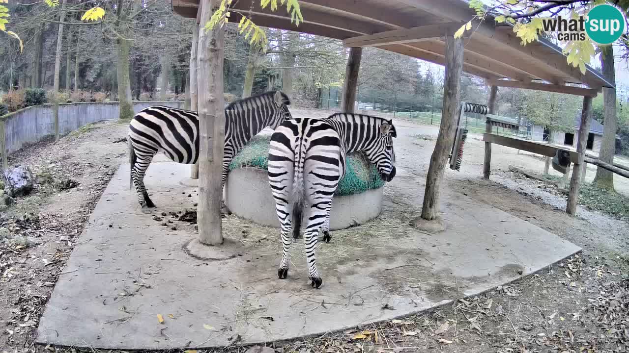 Live Webcam Zebras in Ljubljana ZOO – Slowenien
