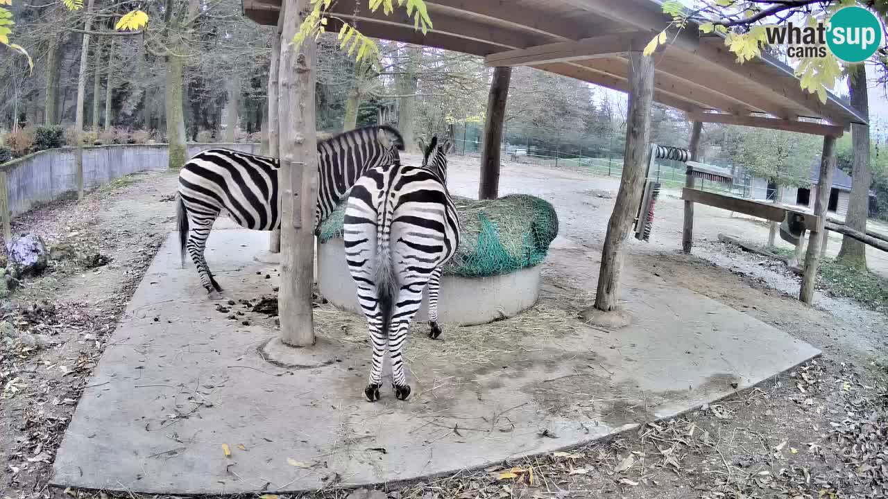Live Webcam Zebras in Ljubljana ZOO – Slowenien