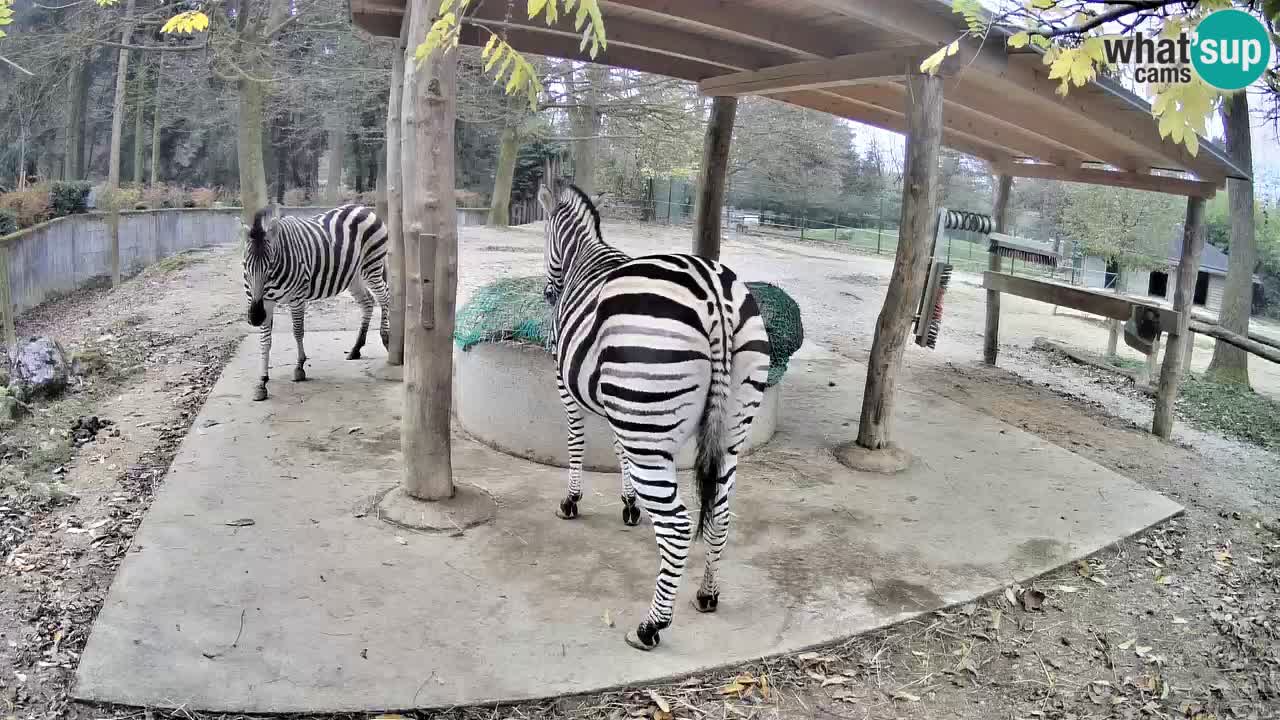 Camera en vivo Cebras in Ljubljana ZOO – Eslovenia
