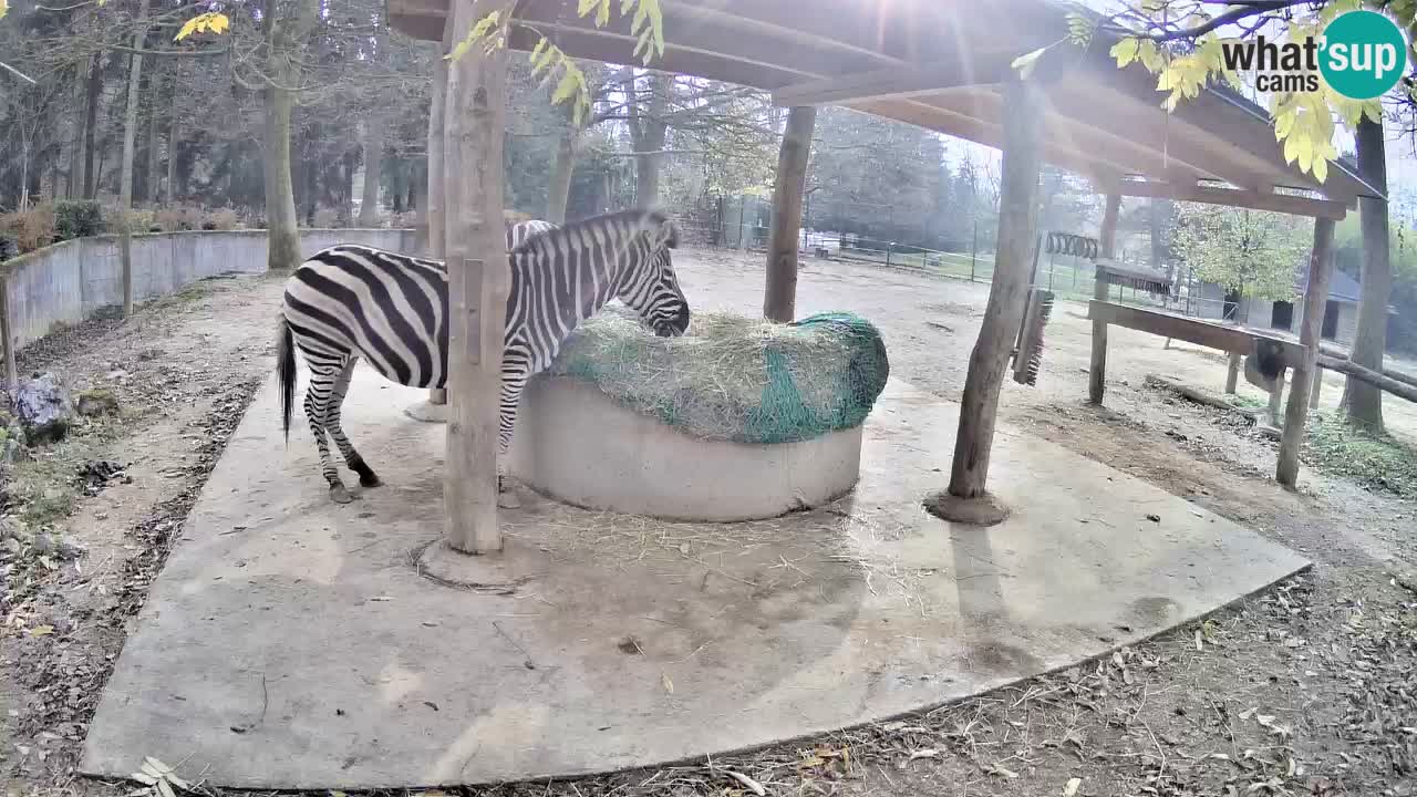 Web kamera uživo Zebras u ZOO Ljubljana – Slovenija