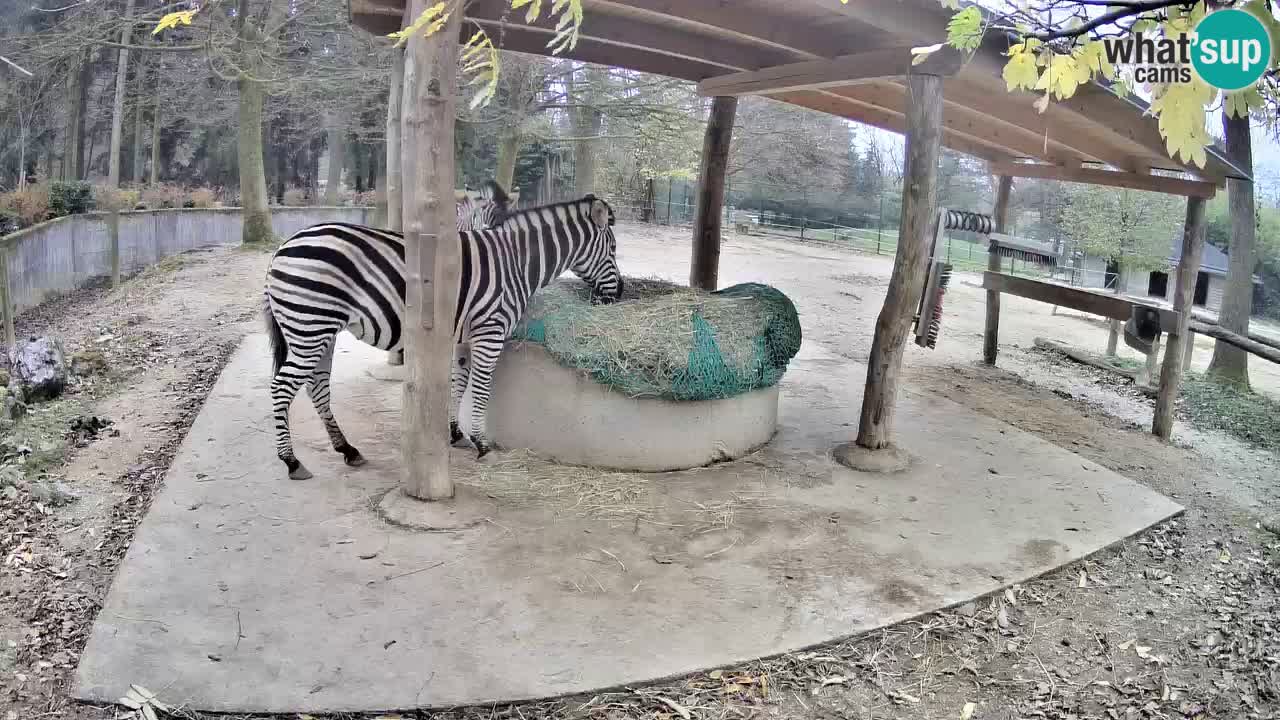 Web kamera uživo Zebras u ZOO Ljubljana – Slovenija