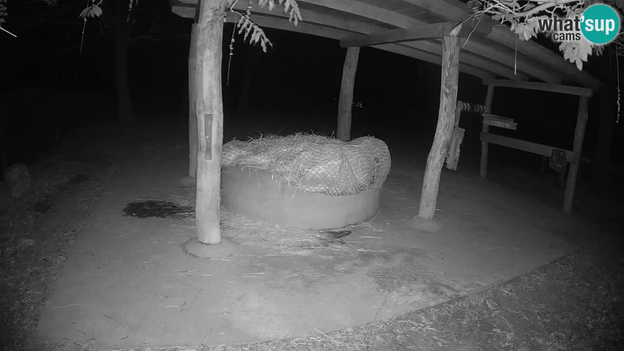 Web kamera uživo Zebras u ZOO Ljubljana – Slovenija