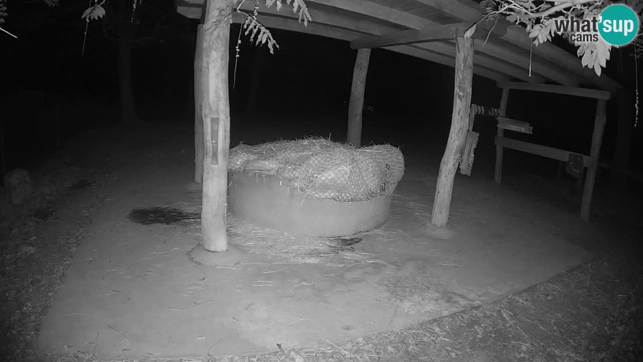 Web kamera uživo Zebras u ZOO Ljubljana – Slovenija