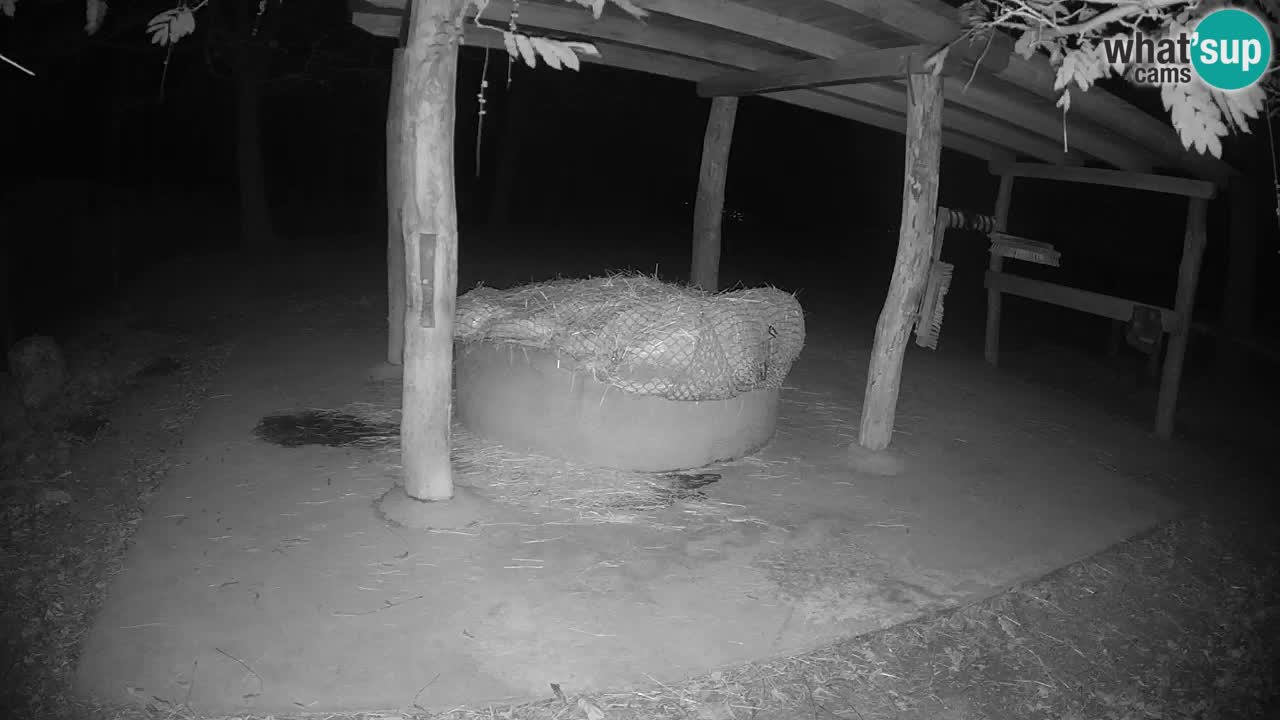 Live webcam Zebras in Ljubljana ZOO – Slovenia