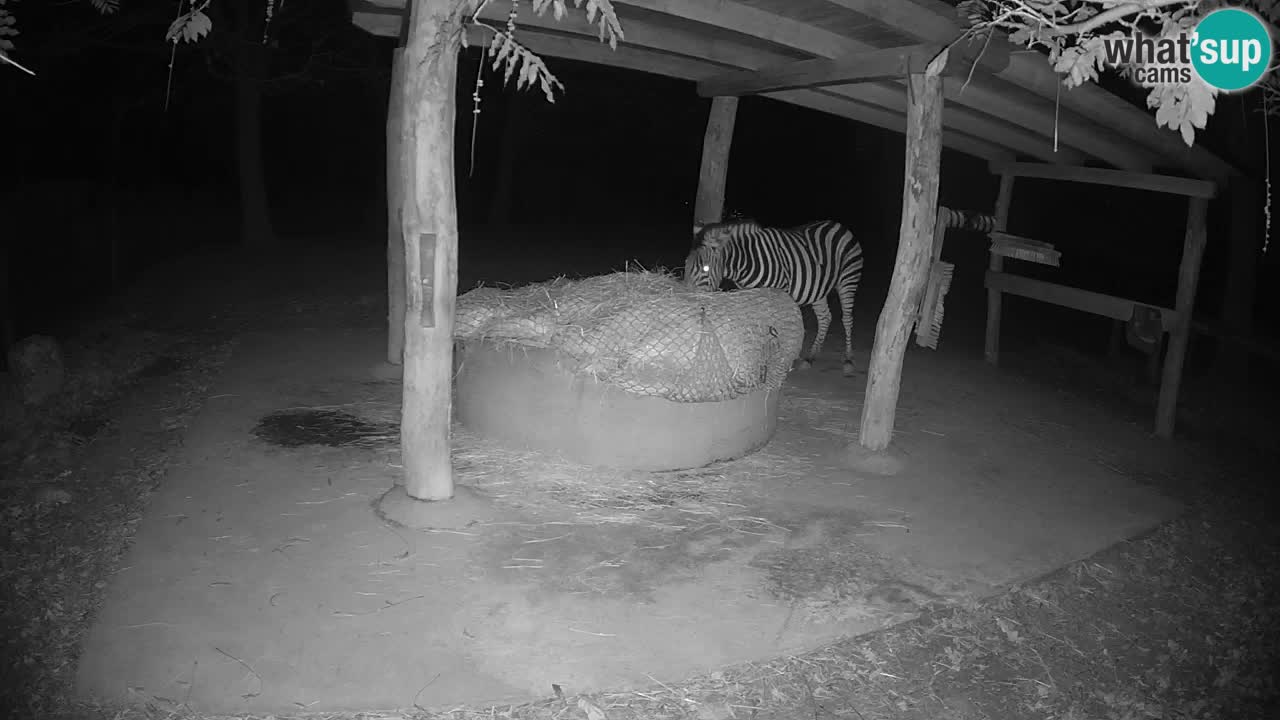 Live Webcam Zebras in Ljubljana ZOO – Slowenien