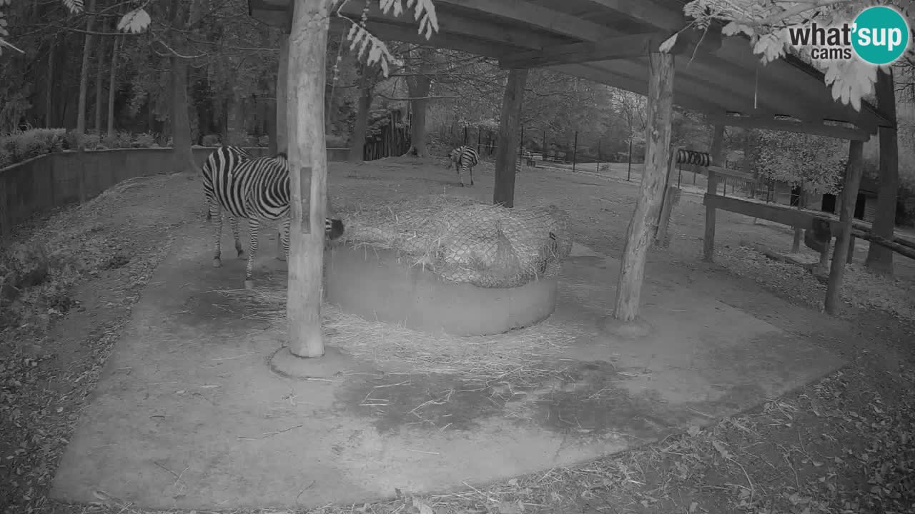 Live Webcam Zebras in Ljubljana ZOO – Slowenien