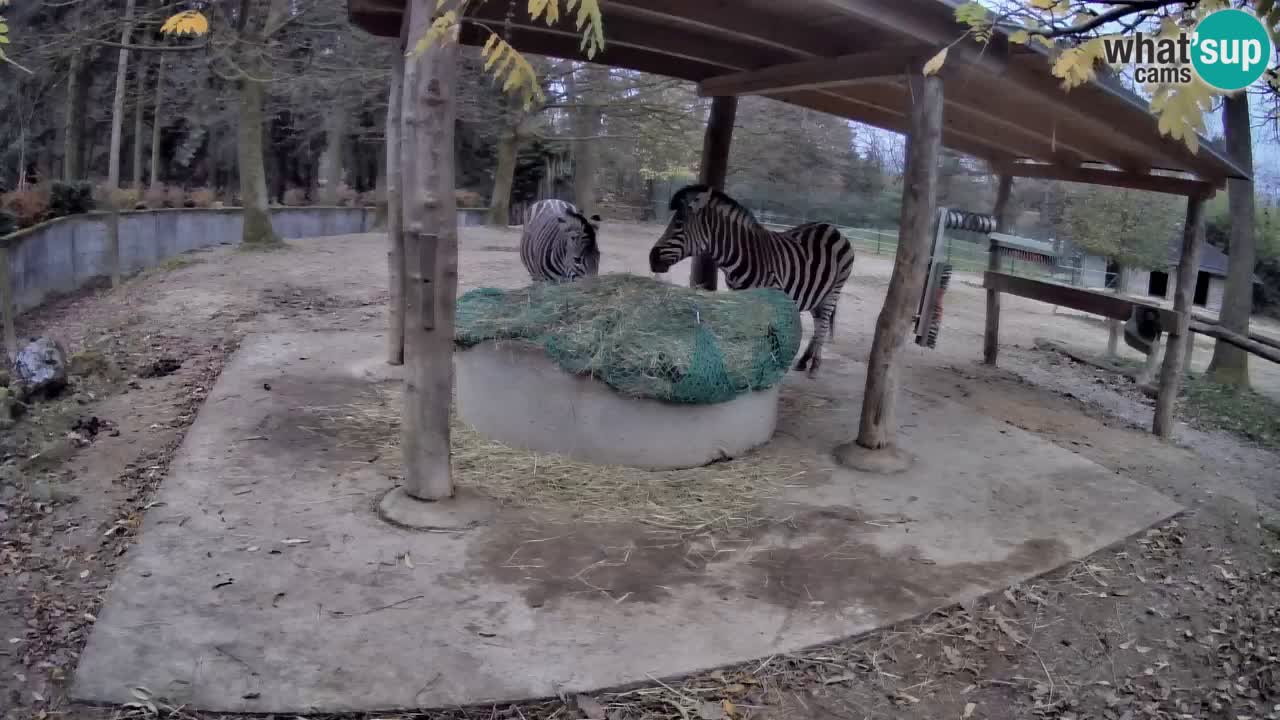 Live webcam Zebras in Ljubljana ZOO – Slovenia