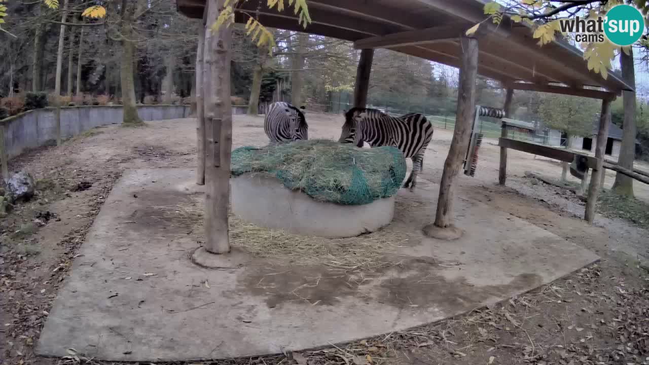 Live webcam Zebras in Ljubljana ZOO – Slovenia