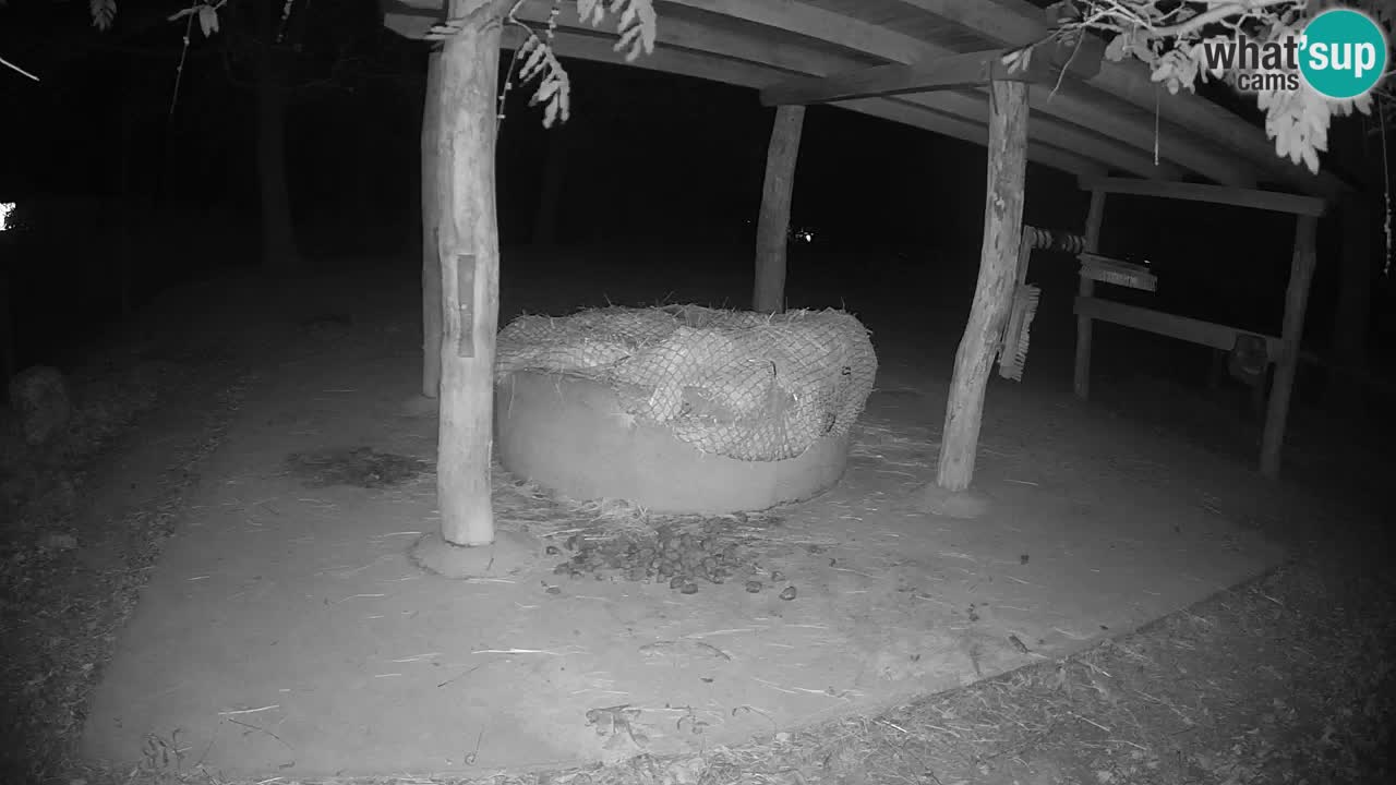 Live webcam Zebras in Ljubljana ZOO – Slovenia