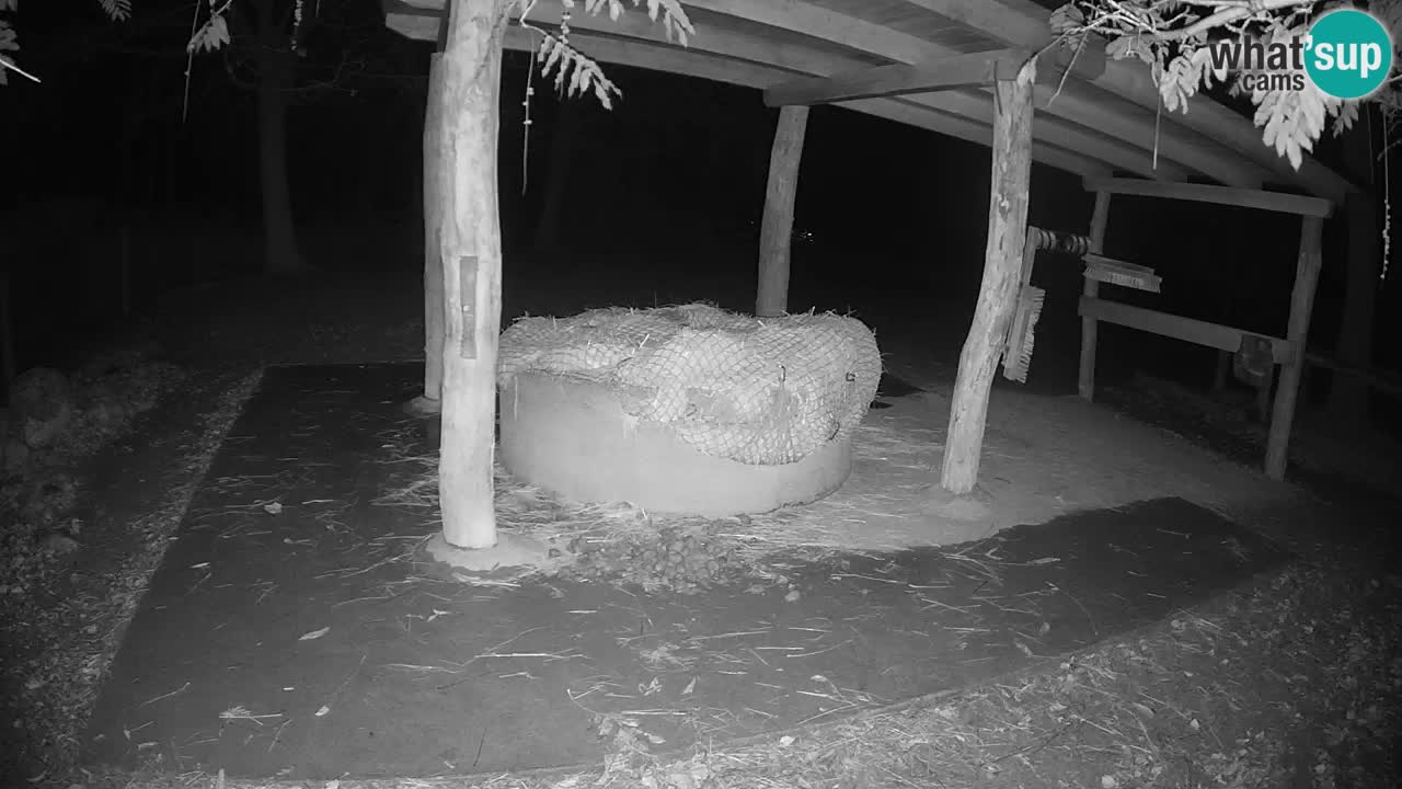 Web kamera uživo Zebras u ZOO Ljubljana – Slovenija