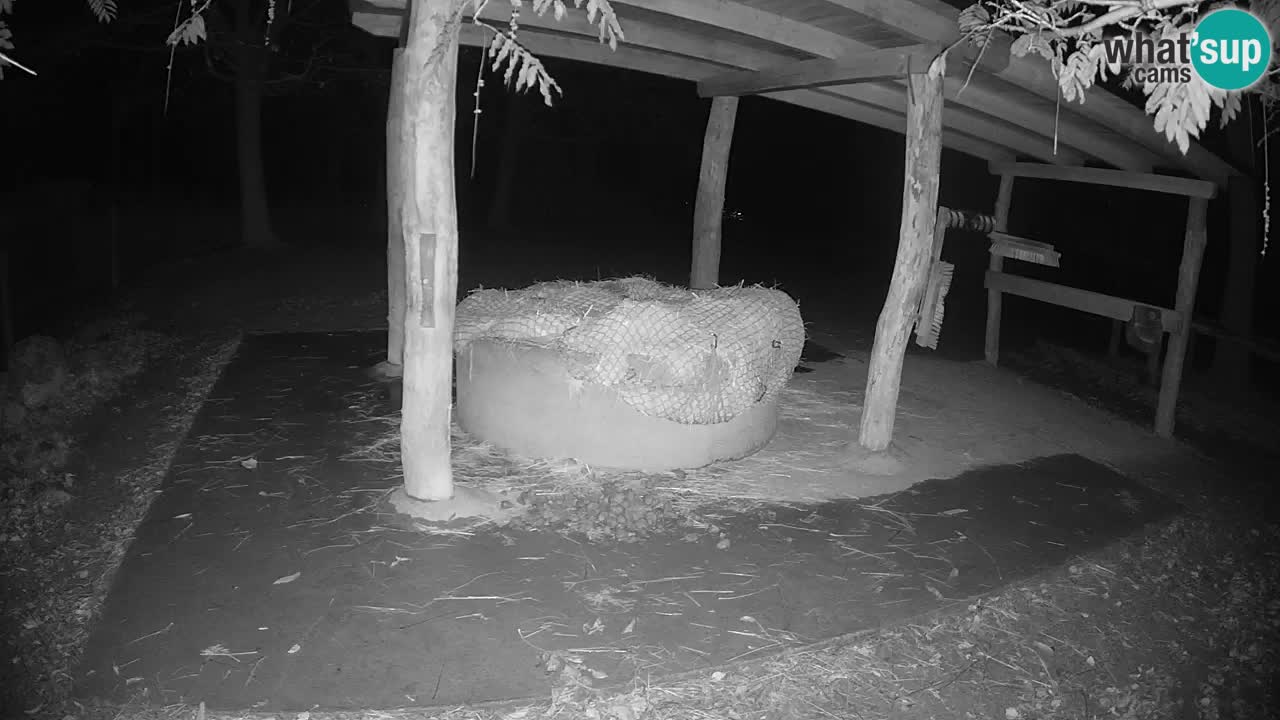 Web kamera uživo Zebras u ZOO Ljubljana – Slovenija