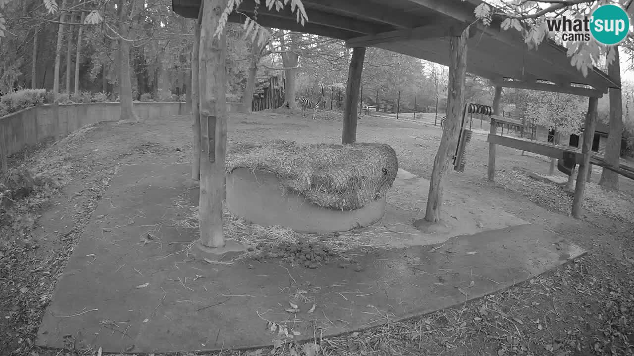 Live Webcam Zebras in Ljubljana ZOO – Slowenien