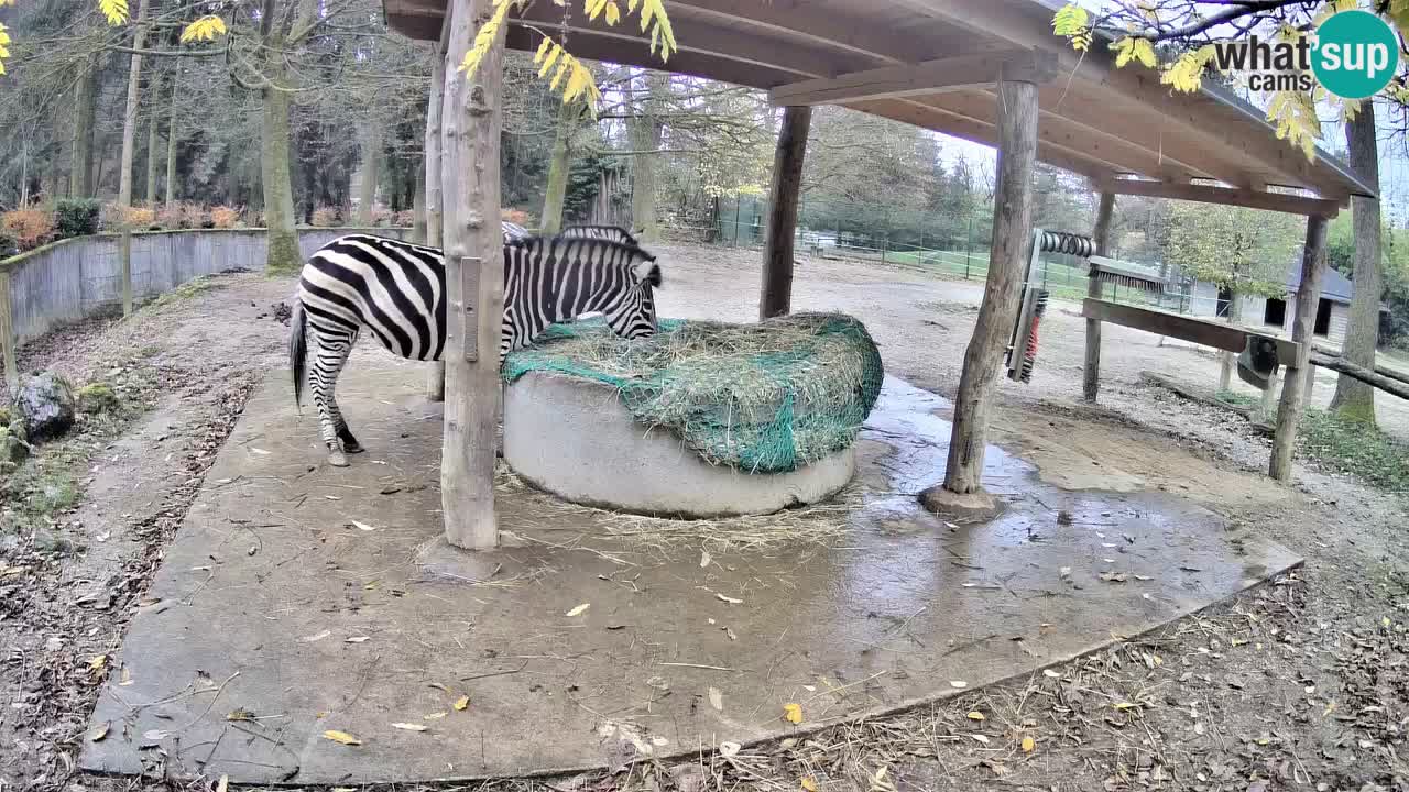 Live webcam Les zèbres in Ljubljana ZOO – Slovénie