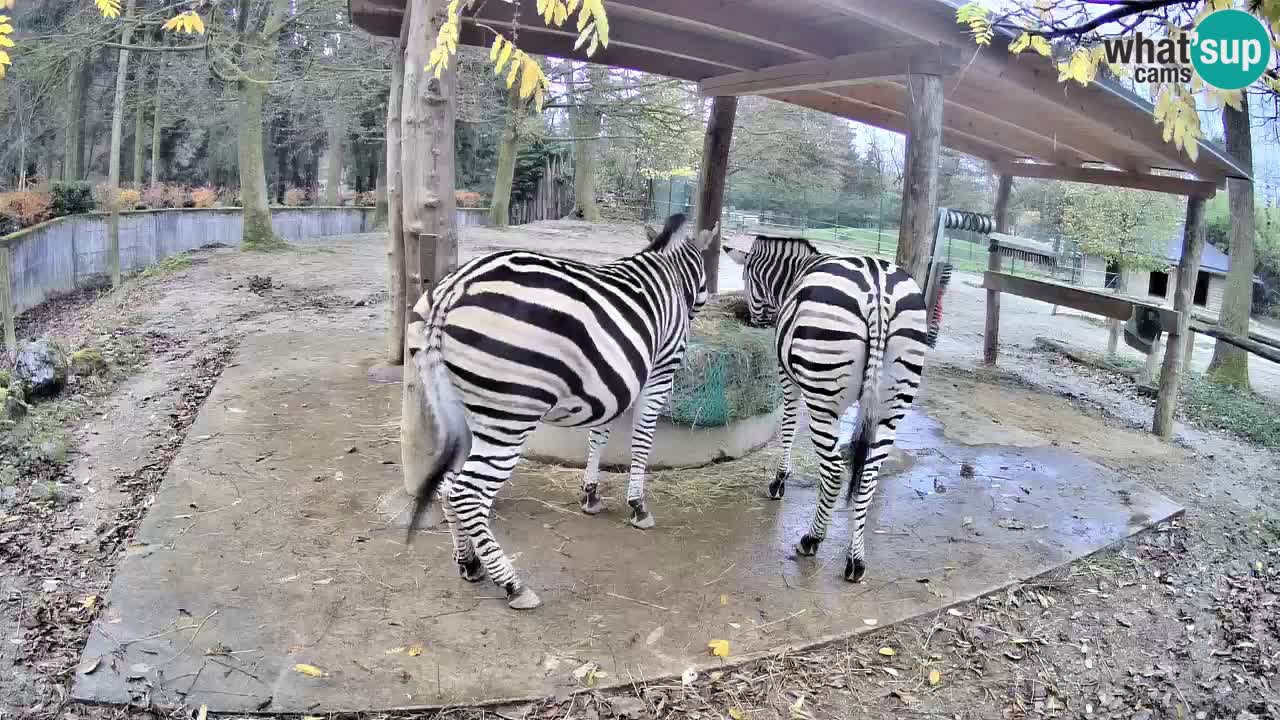 Live webcam Les zèbres in Ljubljana ZOO – Slovénie