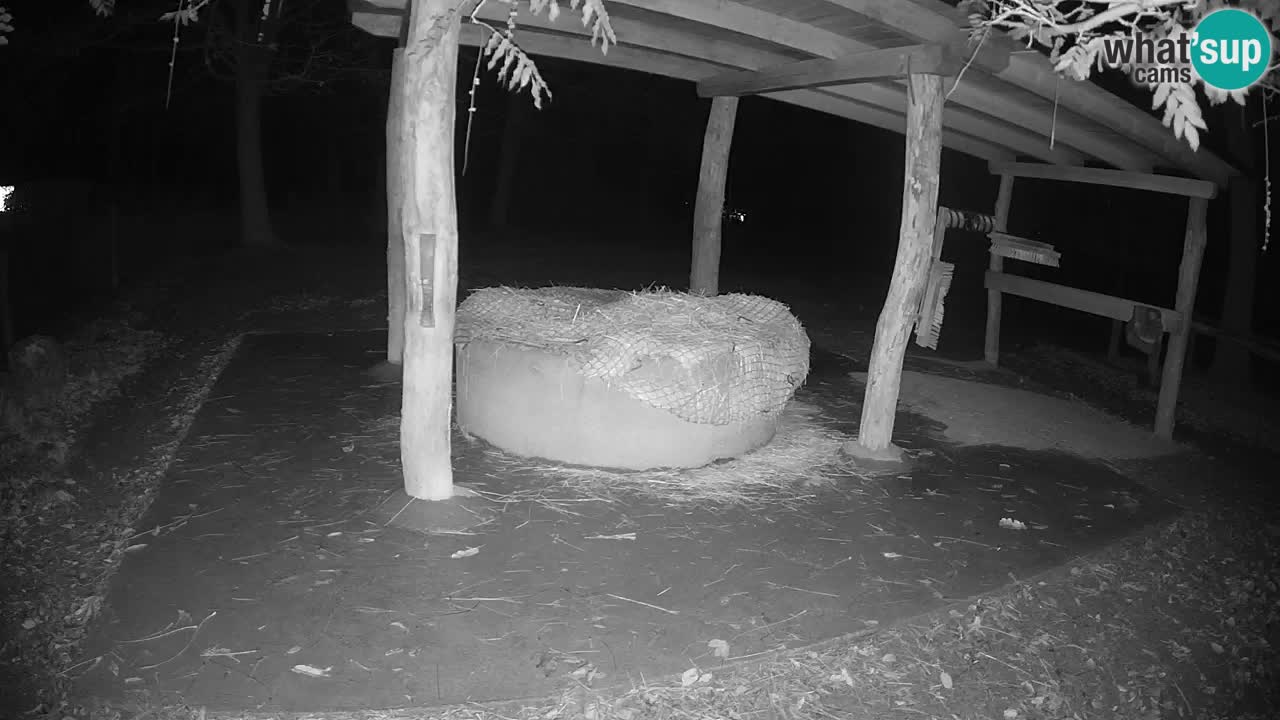 Live webcam Les zèbres in Ljubljana ZOO – Slovénie