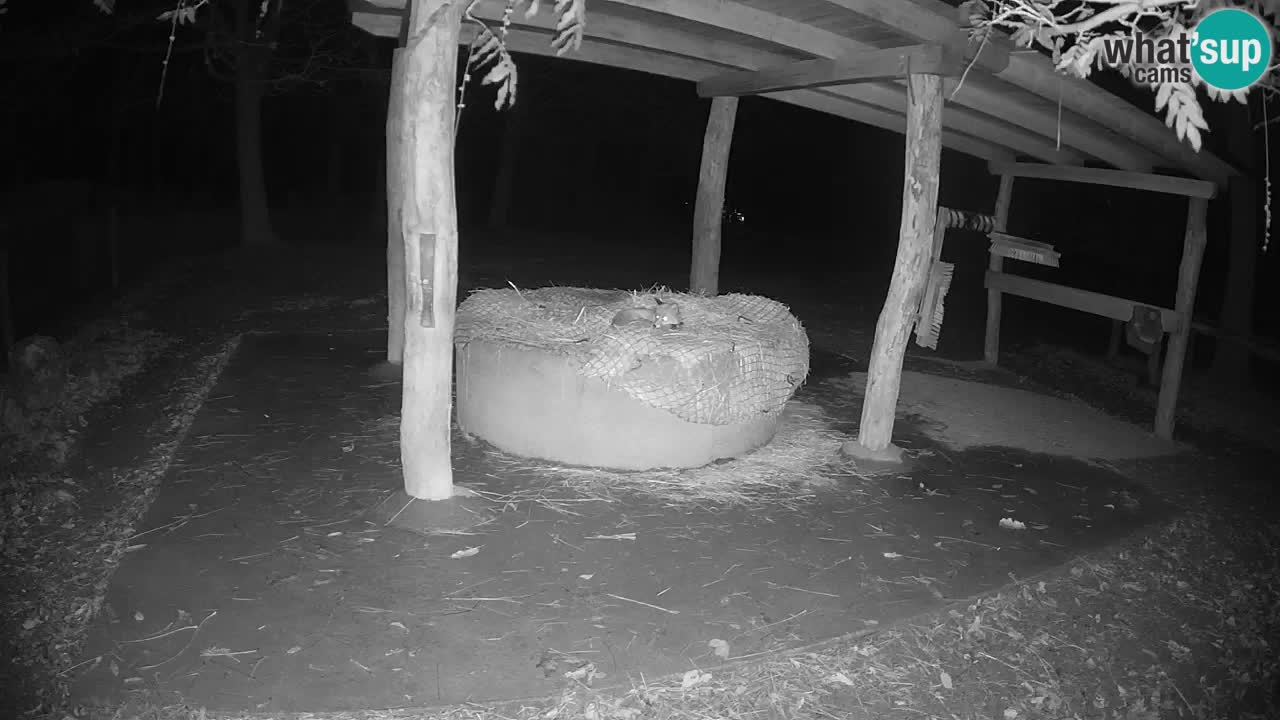 Live webcam Zebras in Ljubljana ZOO – Slovenia