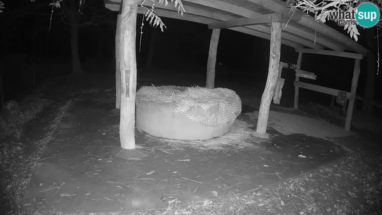 Web kamera uživo Zebras u ZOO Ljubljana – Slovenija