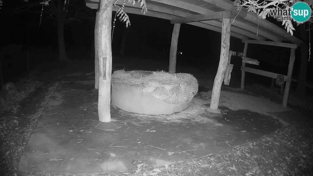 Web kamera uživo Zebras u ZOO Ljubljana – Slovenija