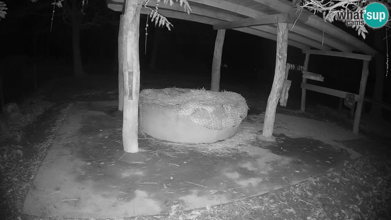 Live Webcam Zebras in Ljubljana ZOO – Slowenien