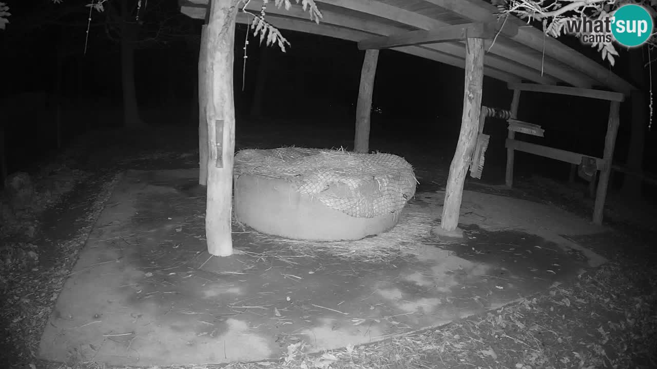 Live Webcam Zebras in Ljubljana ZOO – Slowenien