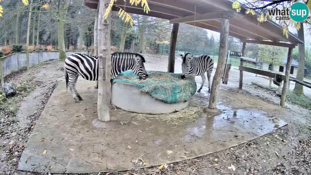 Le Zebre nello ZOO di Ljubljana – Slovenia Live webcam