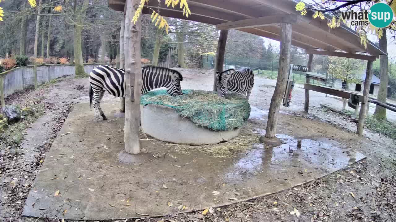 Camera en vivo Cebras in Ljubljana ZOO – Eslovenia