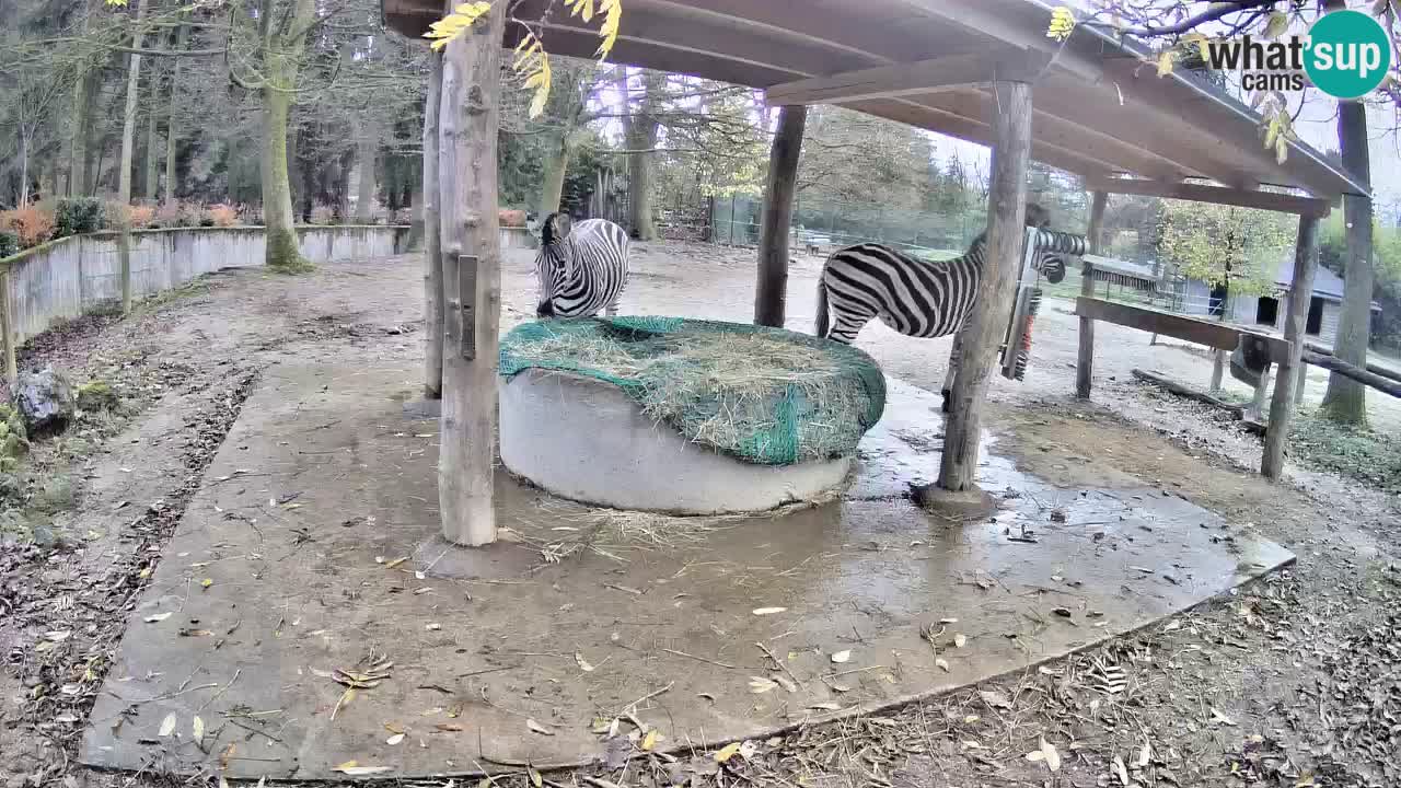 Web kamera uživo Zebras u ZOO Ljubljana – Slovenija