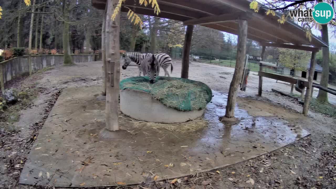 Le Zebre nello ZOO di Ljubljana – Slovenia Live webcam