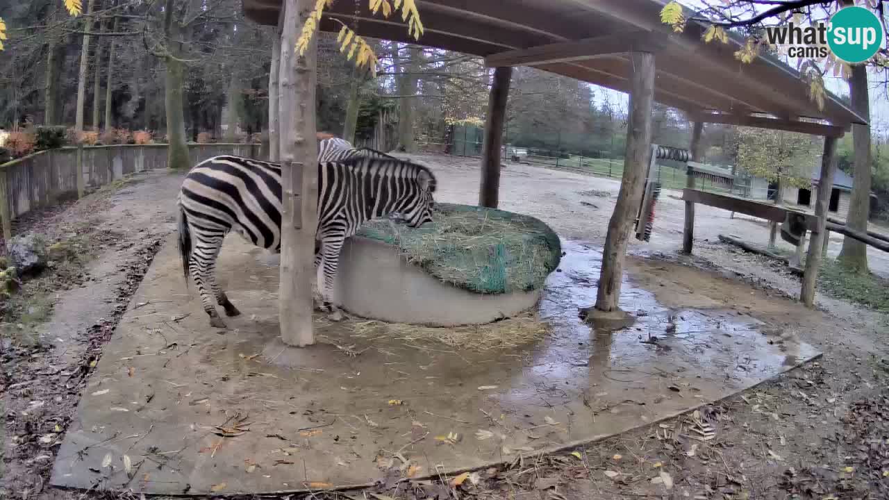 Le Zebre nello ZOO di Ljubljana – Slovenia Live webcam