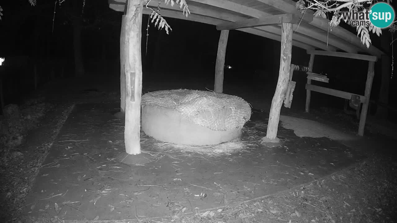 Camera en vivo Cebras in Ljubljana ZOO – Eslovenia