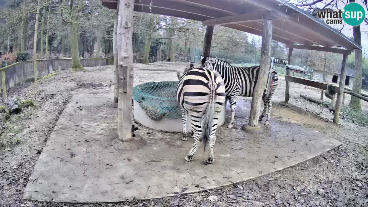 Web kamera uživo Zebras u ZOO Ljubljana – Slovenija
