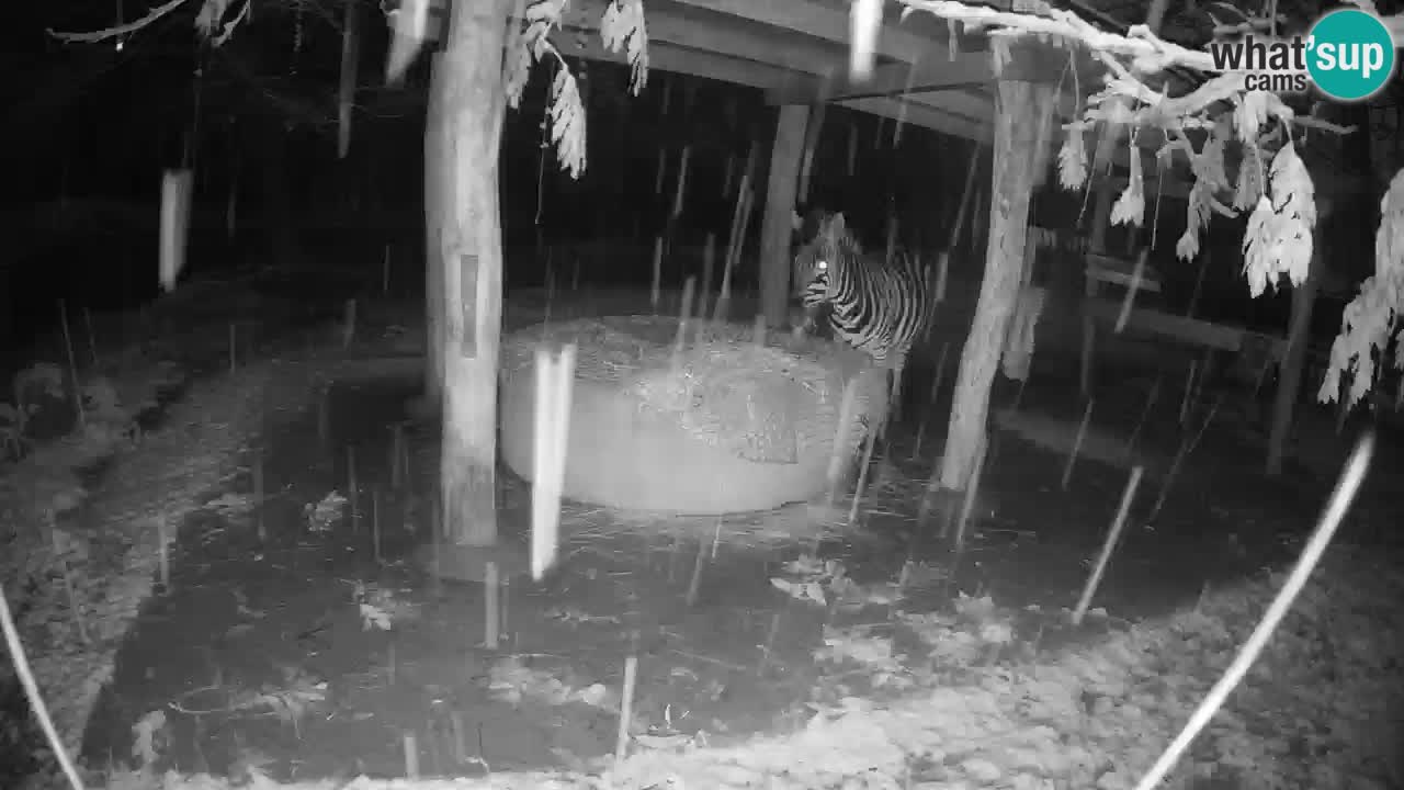 Live webcam Zebras in Ljubljana ZOO – Slovenia