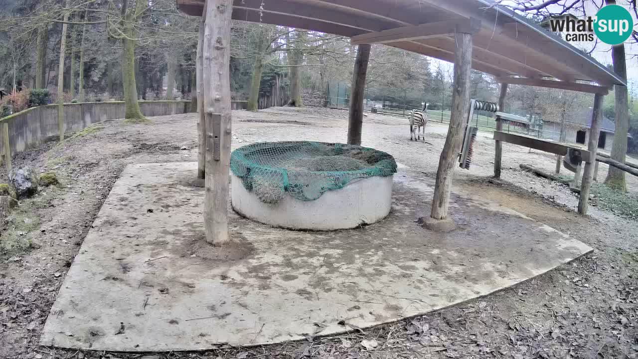 Web kamera uživo Zebras u ZOO Ljubljana – Slovenija