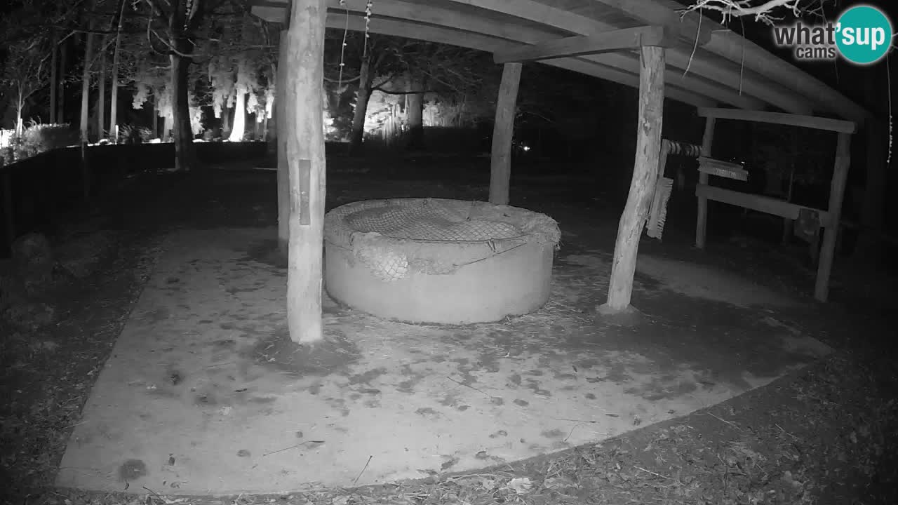 Live webcam Zebras in Ljubljana ZOO – Slovenia