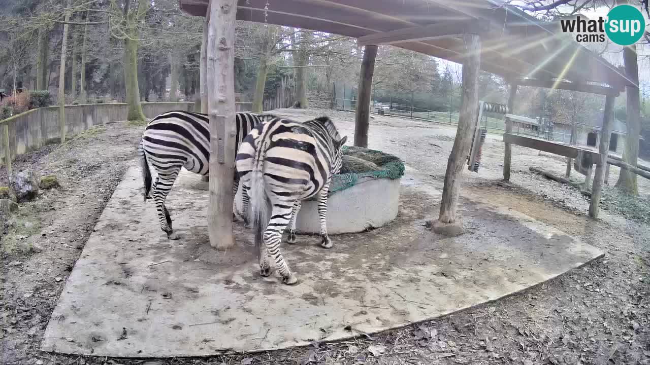 Camera en vivo Cebras in Ljubljana ZOO – Eslovenia
