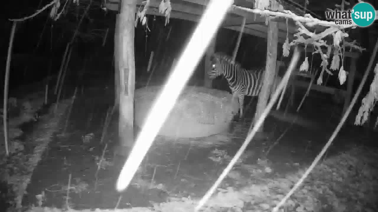 Live Webcam Zebras in Ljubljana ZOO – Slowenien