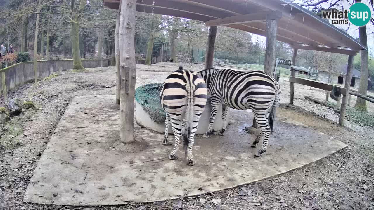Live webcam Les zèbres in Ljubljana ZOO – Slovénie