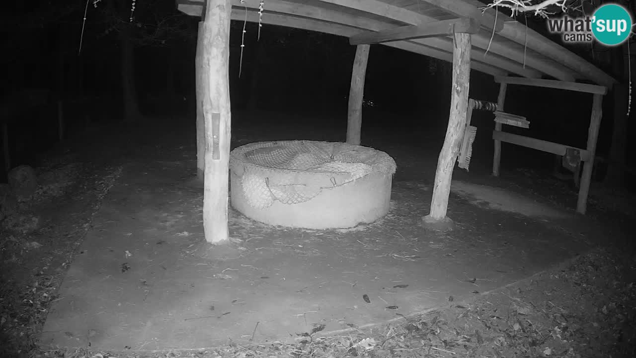 Camera en vivo Cebras in Ljubljana ZOO – Eslovenia