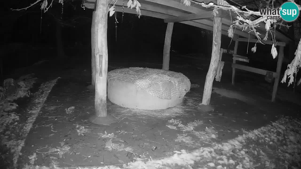 Live Webcam Zebras in Ljubljana ZOO – Slowenien