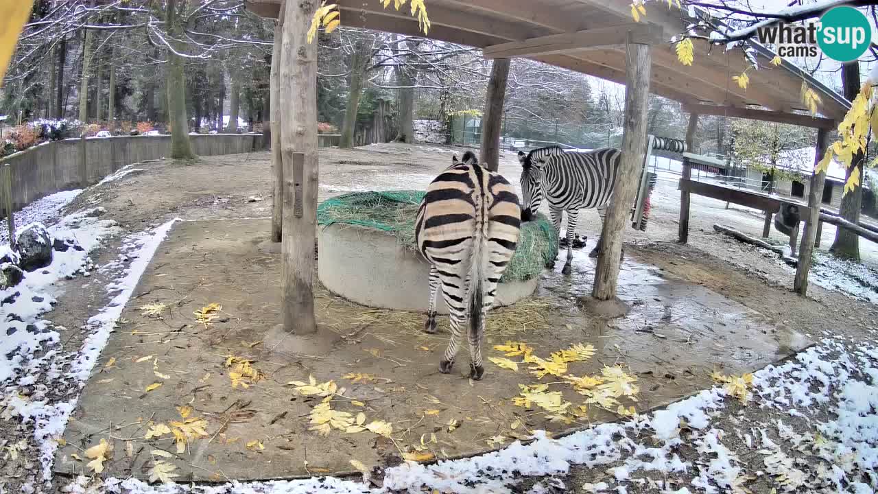 Zebre v živo v živalskem vrtu Ljubljana ZOO spletne kamere