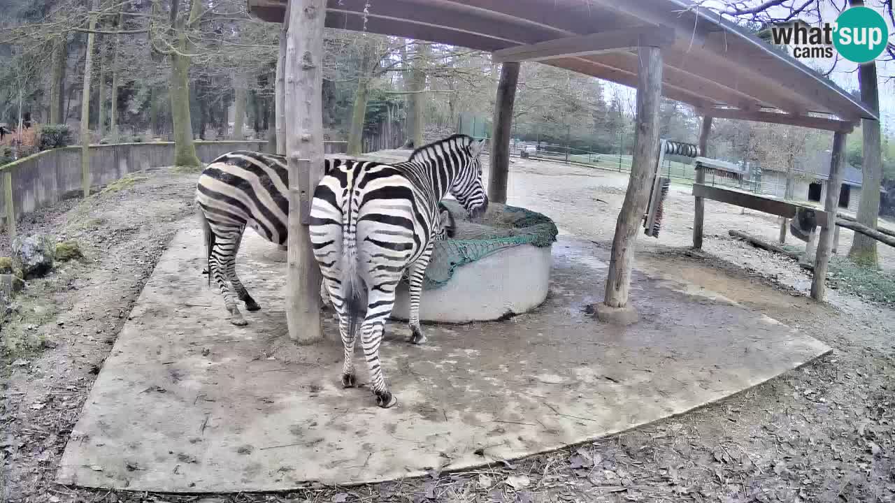 Live webcam Les zèbres in Ljubljana ZOO – Slovénie