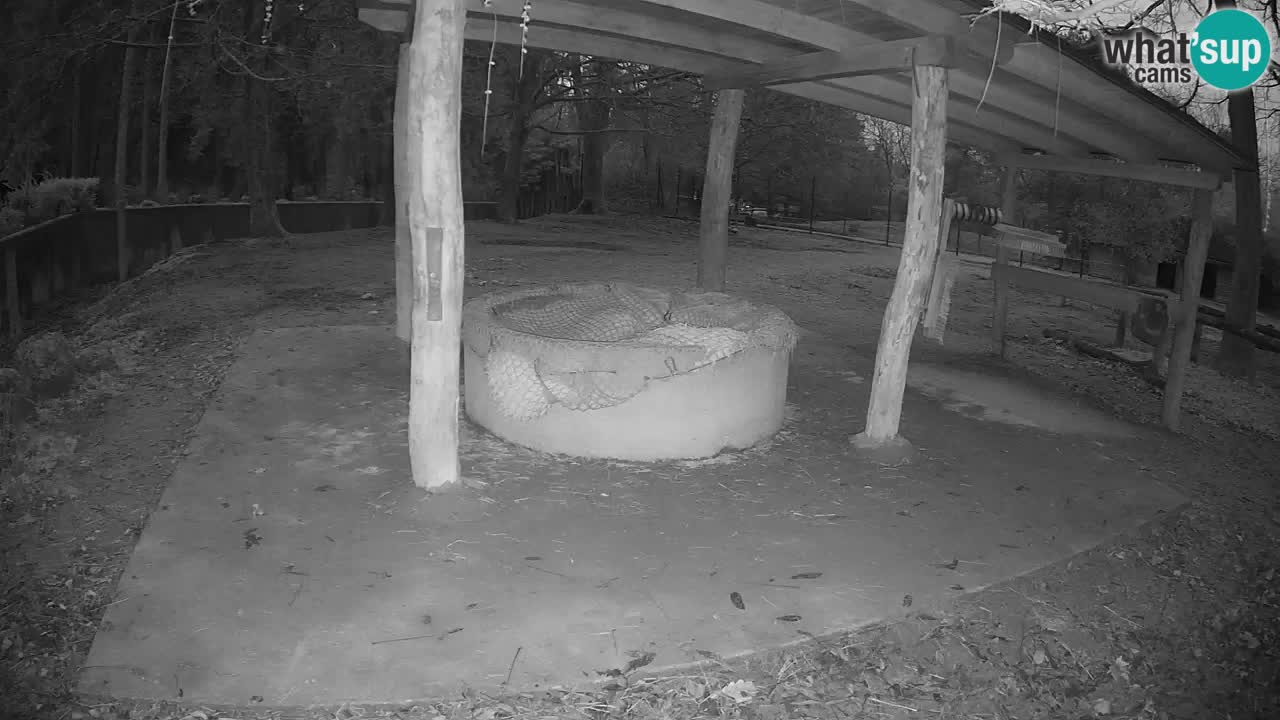 Camera en vivo Cebras in Ljubljana ZOO – Eslovenia