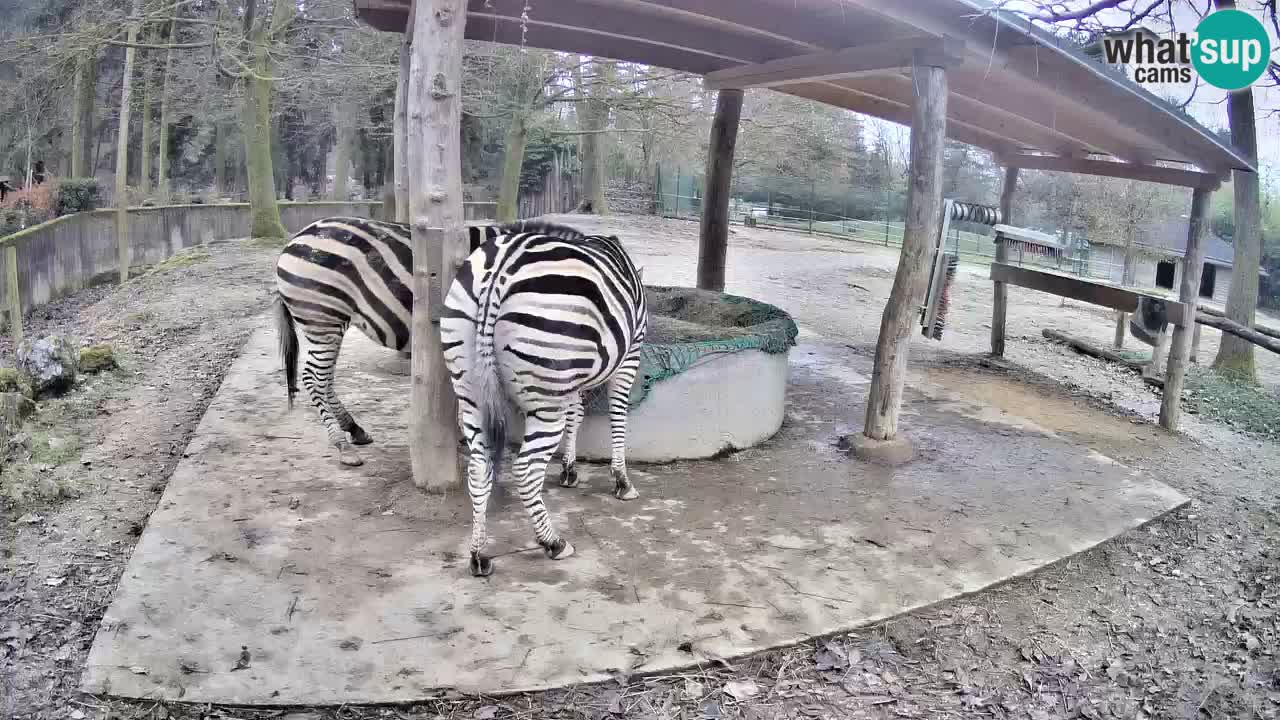 Live webcam Zebras in Ljubljana ZOO – Slovenia