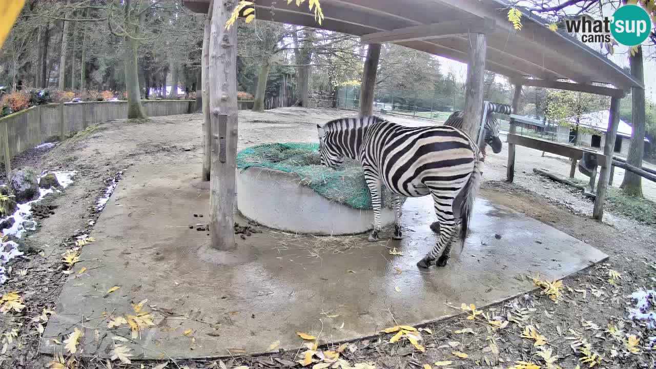 Le Zebre nello ZOO di Ljubljana – Slovenia Live webcam