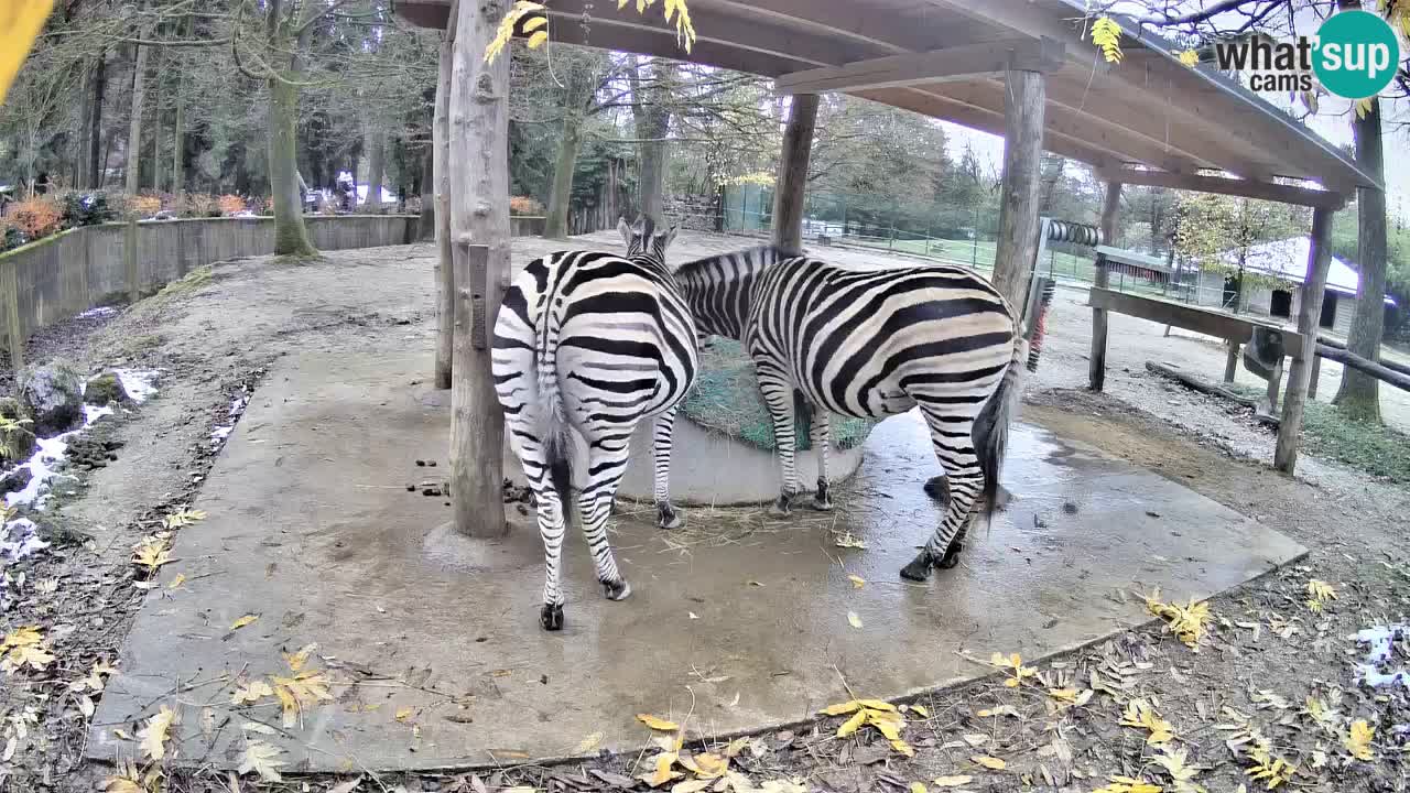 Live Webcam Zebras in Ljubljana ZOO – Slowenien