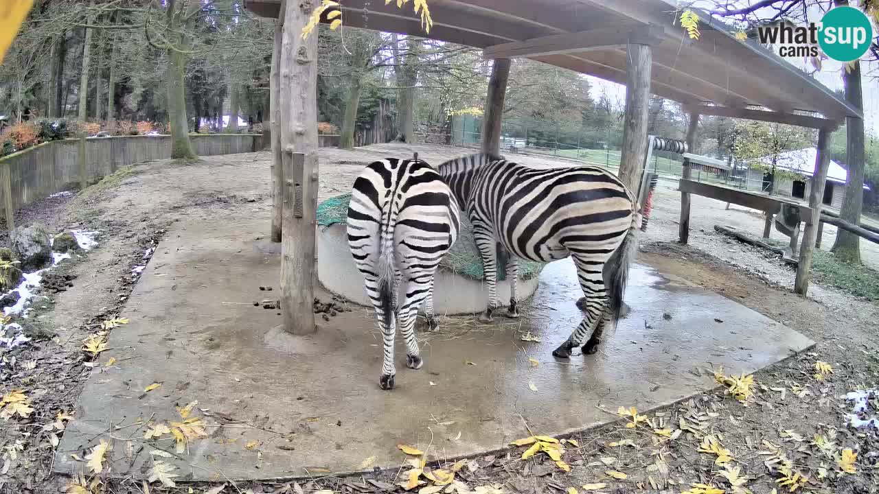 Web kamera uživo Zebras u ZOO Ljubljana – Slovenija