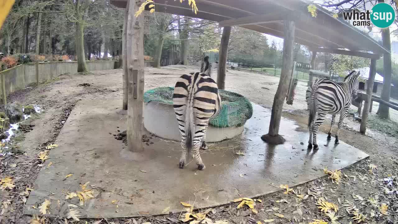 Zebre v živo v živalskem vrtu Ljubljana ZOO spletne kamere