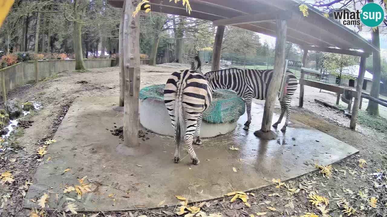 Le Zebre nello ZOO di Ljubljana – Slovenia Live webcam
