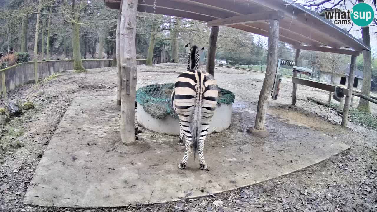 Web kamera uživo Zebras u ZOO Ljubljana – Slovenija
