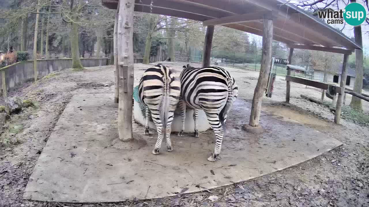 Live Webcam Zebras in Ljubljana ZOO – Slowenien